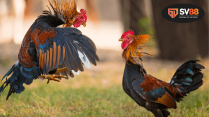 Những vai trò chính của nhạc đá gà trong trận đấu truyền thống